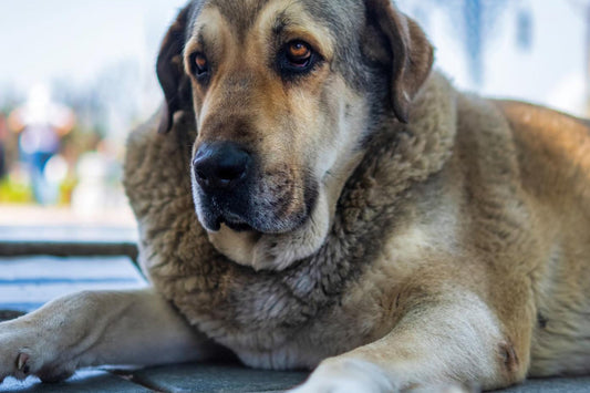Death, Dying and the Senior Dog