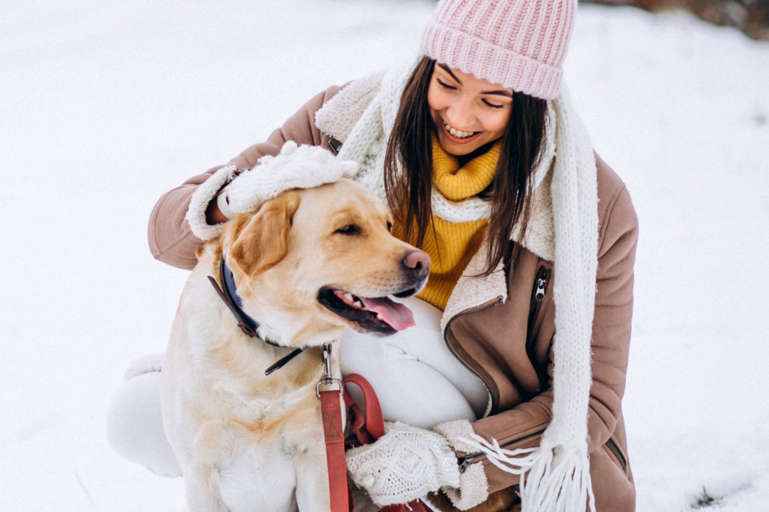 Easy Surefire Winter Dog Tips