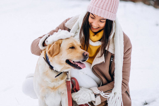 Easy Surefire Winter Dog Tips