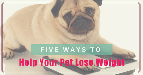 5 ways to help your pet lose weight
