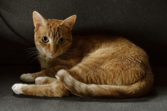 5 Signs Of A Healthy Cat
