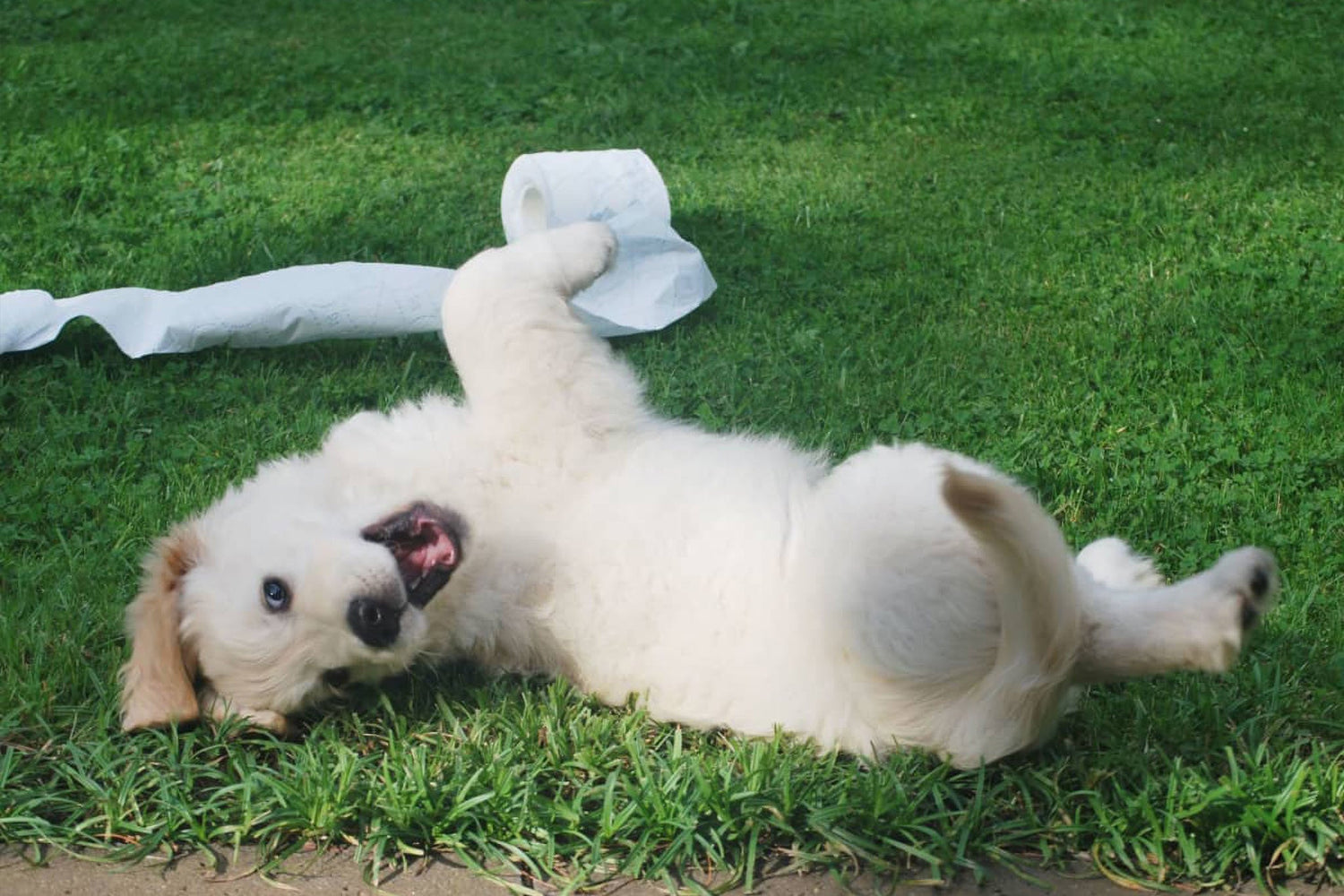 How to Improve Your Dog’s Gut Health￼
