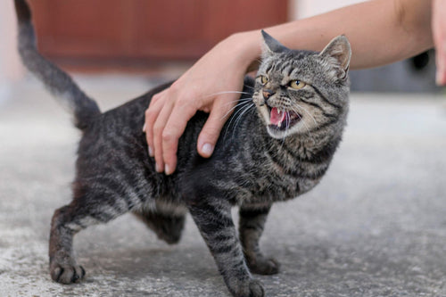 How to Stop Cat Aggression – A Holistic Approach