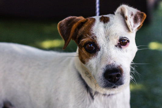 Rescue vs Breeder: Should I Adopt or Purchase a Dog?
