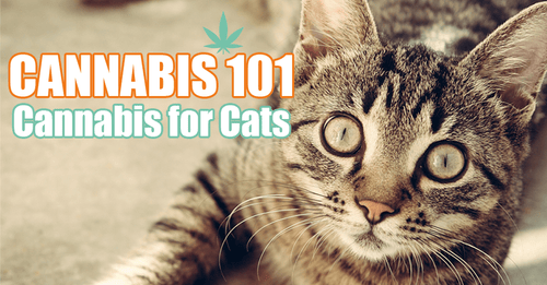 CBD 101: CBD for Your Cat