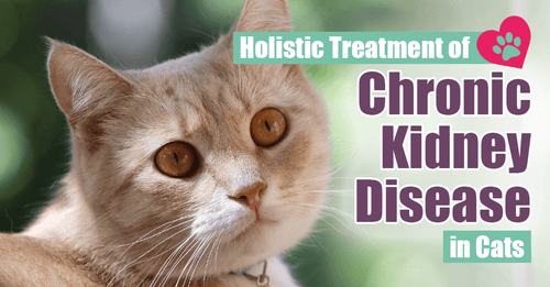 Holistic Treatment of Chronic Kidney Disease in Cats