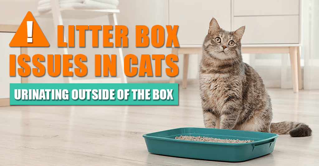 Litter Box Issues in Cats - Urinating Outside... | BHV