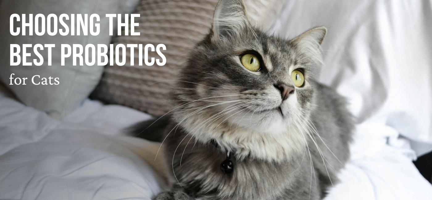 probiotics for cats|probiotics for cats