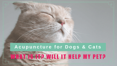 Acupuncture for Dogs & Cats