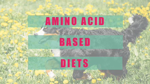 Amino Acid Based Diets and The Itchy Dog