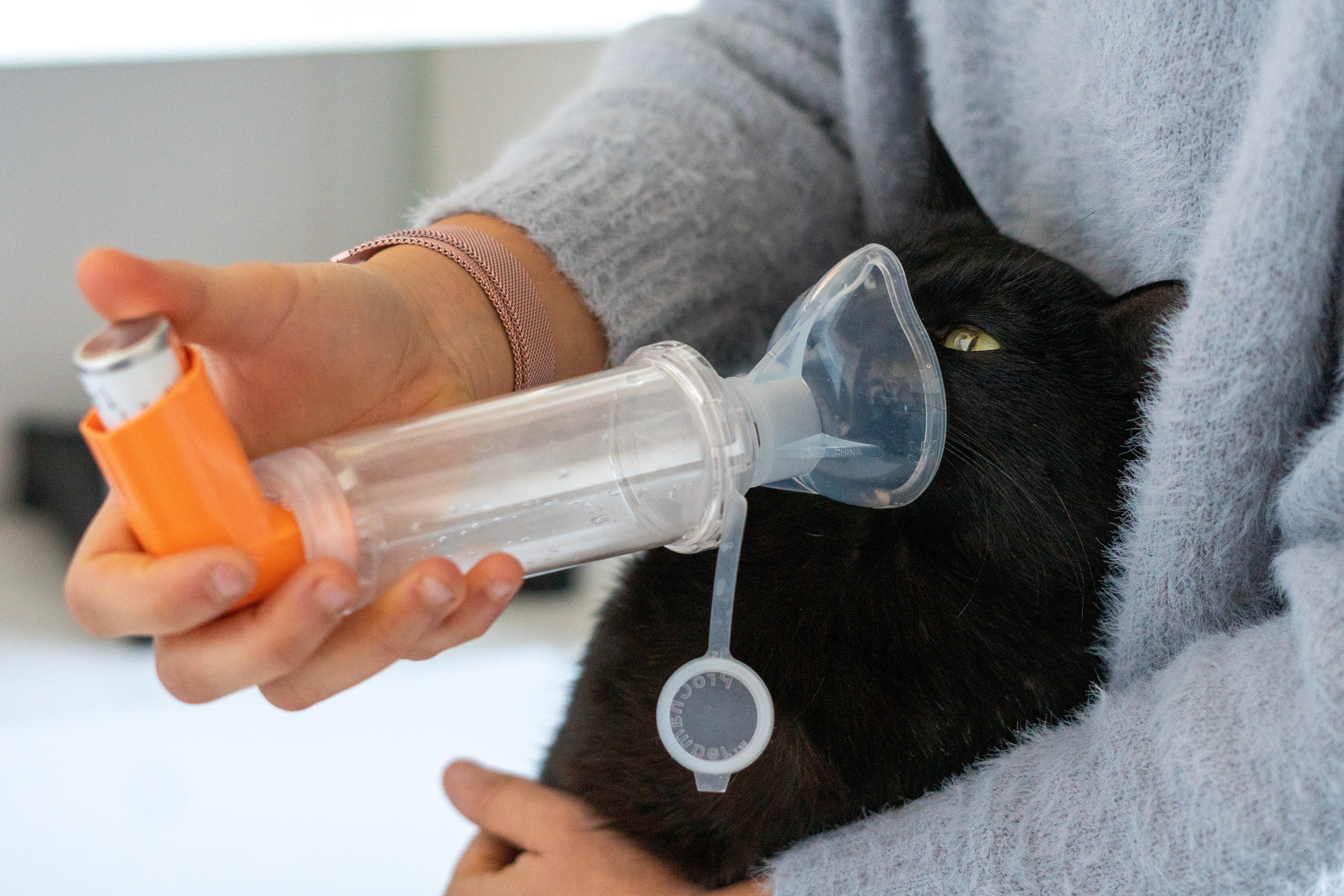 Cat Inhealter Holistic Approach to Cat Asthma: 8 Helpful Tr... | BHV