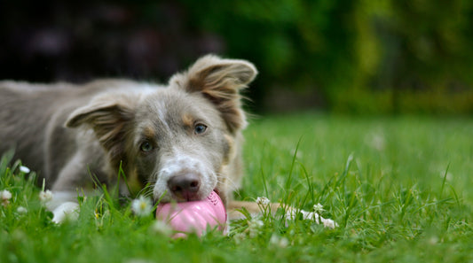 dog lying in field of grass with a kong