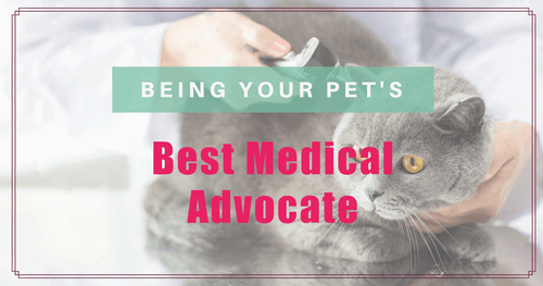 Being Your Pet’s Best Medical Advocate