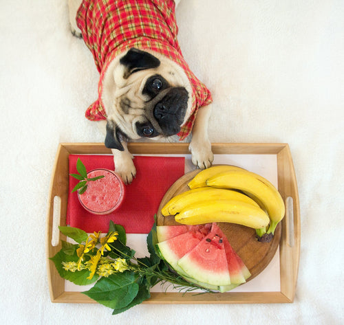 3 Healthy Smoothies For Dogs