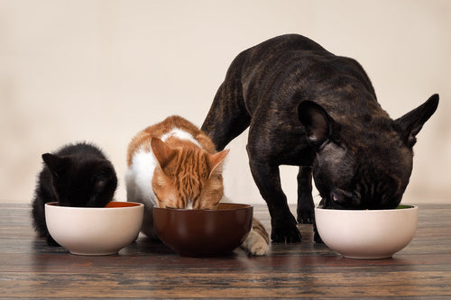 Homemade Broth Recipe for Cats & Dogs