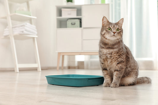 My Cat is Peeing Outside The Litter Box: A Holistic Approach to Feline Idiopathic Cystitis (FIC)