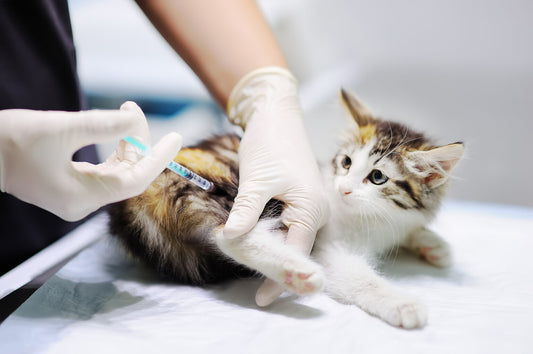 Cat Vaccines: Can They Cause Cancer?