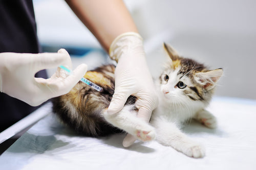 Cat Vaccines: Can They Cause Cancer?