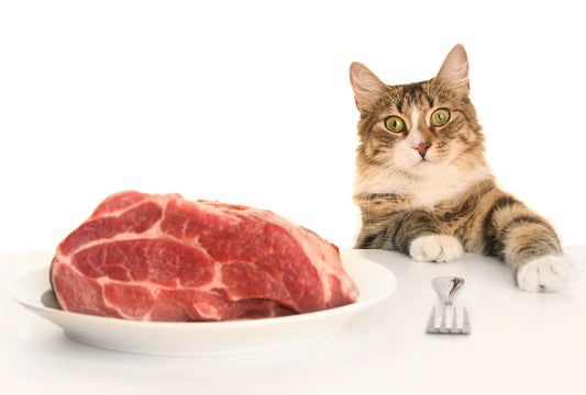 Avian Influenza and Raw Food For Cats