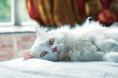 Prednisolone for cats, should you use it to treat IBD?