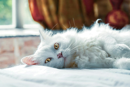 Prednisolone for cats, should you use it to treat IBD?