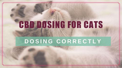 CBD Dosing for Cats: Choosing & Calculating the Right Dose