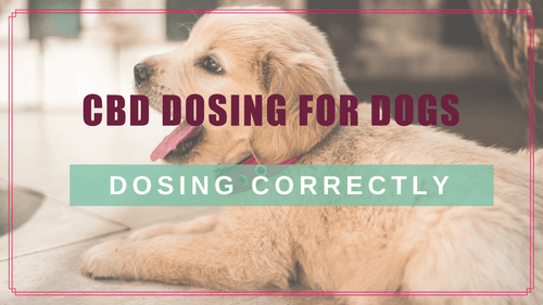 CBD Dosing for Dogs: Choosing & Calculating the Right Dose