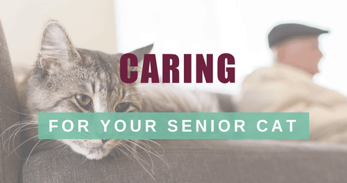 Caring For Your Senior Cat