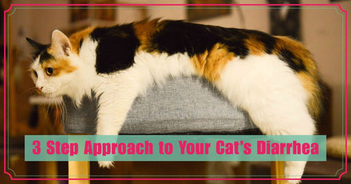 3 Step Approach to Your Cat’s Diarrhea