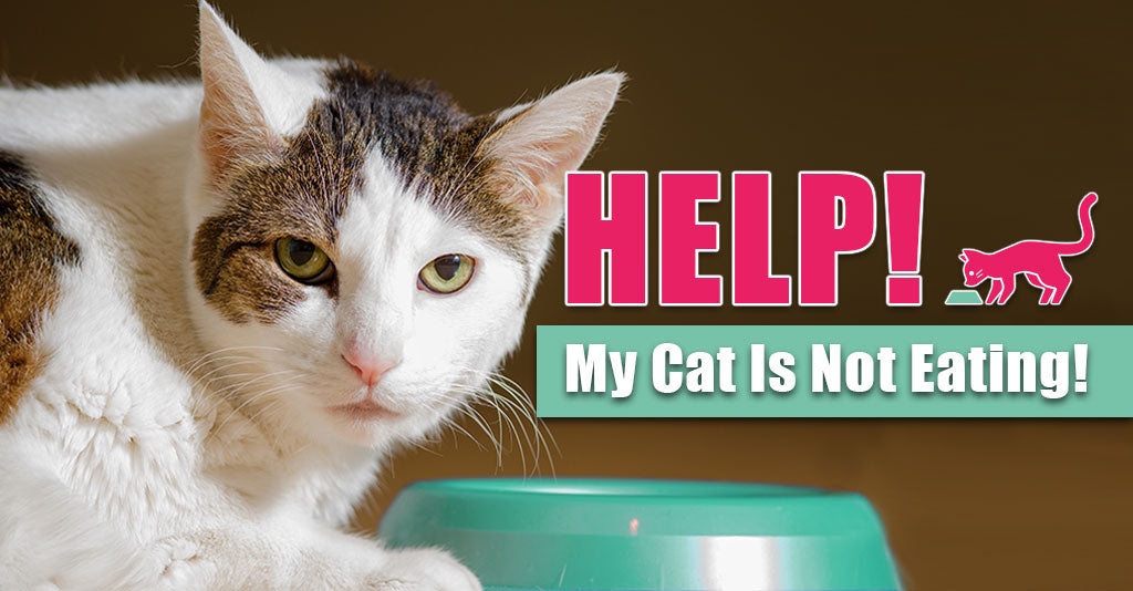cat is not eating|