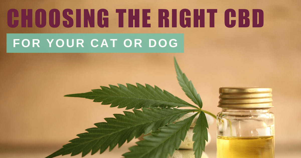 Choosing the Right CBD for Your Cat or Dog