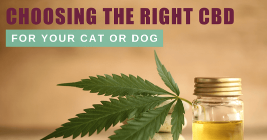 Choosing the Right CBD for Your Cat or Dog
