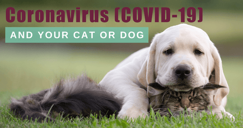 Coronavirus (COVID-19) and your cat or dog