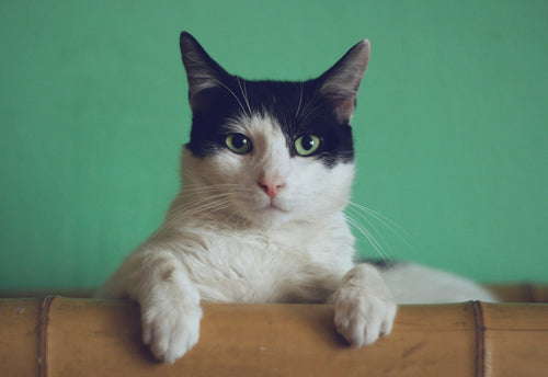 Decoding Cat Vomiting: A Holistic Veterinarian’s Guide to 5 Reasons for Feline Upset Tummies