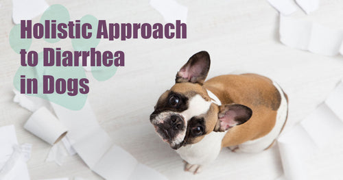 Holistic Approach to Diarrhea in Dogs