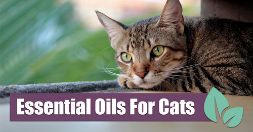 Essential Oils for Cats - 3 Tips for Safe Usage