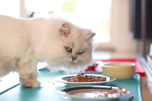 Whisker-Lickin’ Good: A Purr-fect Guide to Feeding Your Feline Companion