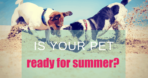 Four Tips To Get Your Pet Summer Ready
