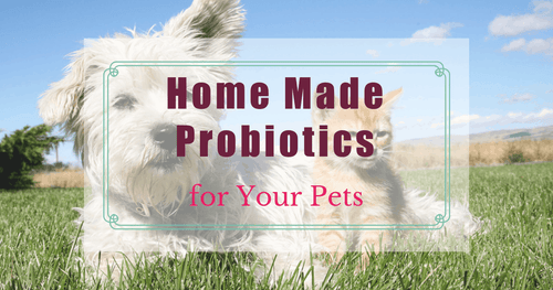 Home Made Probiotics for Your Pets
