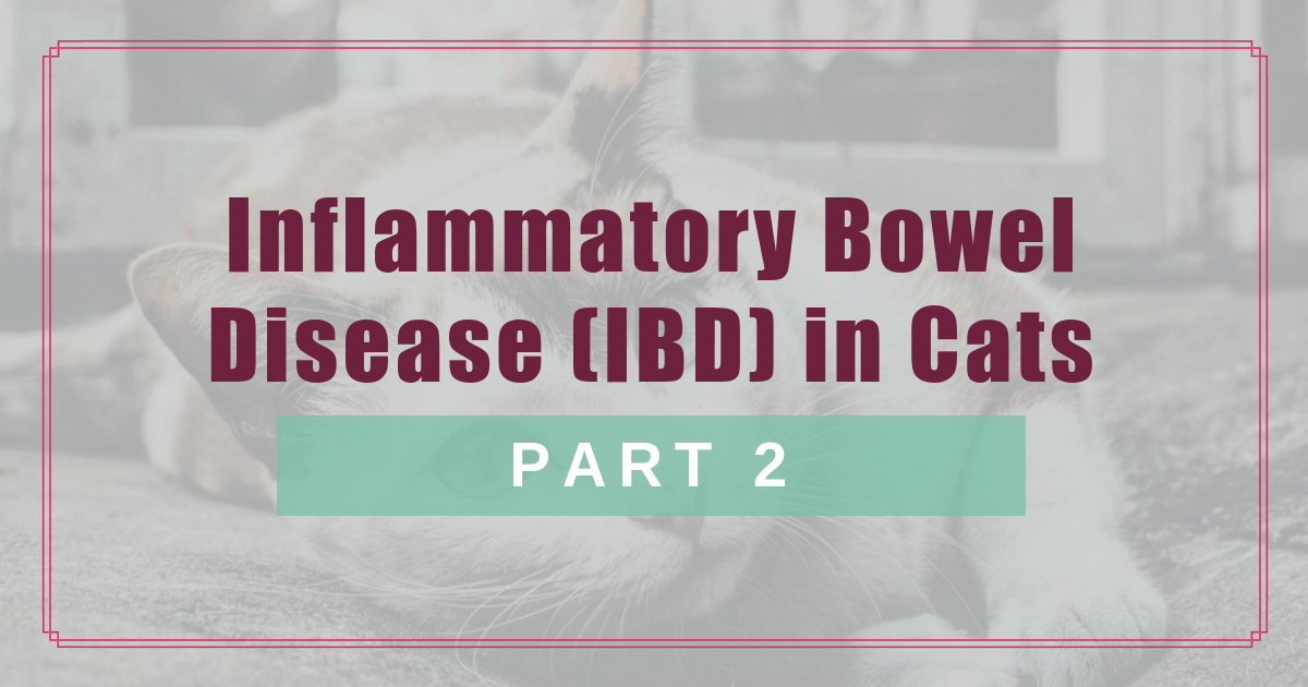 IBD in Cats: Holistic Treatment Options (Part 2) | BHV IBD in Cats: Holistic Treatment Options (Part 2) | BHV