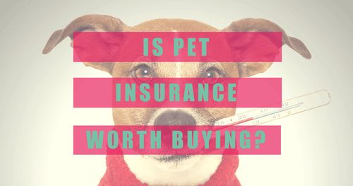 Is Pet Insurance Worth Buying?