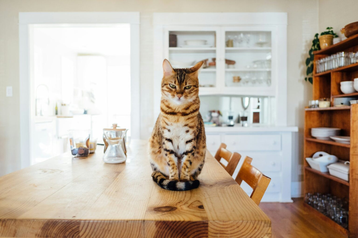 Best Cat Food for Inflammatory Bowel Disease