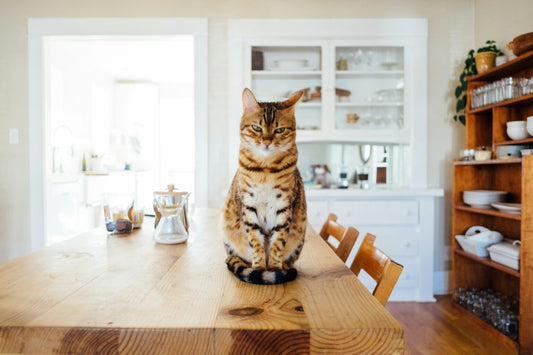Best Cat Food for Inflammatory Bowel Disease