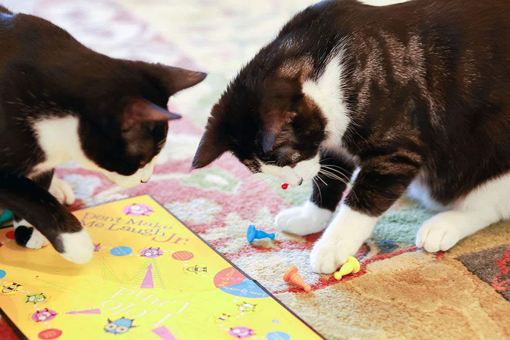 Zen and the Art of Cat Calmness: 5 Ways to Reduce Stress and Anxiety in Your Feline Friend