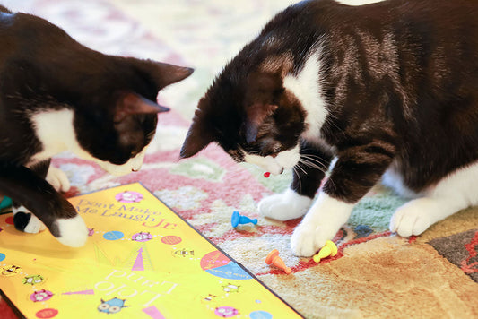 Zen and the Art of Cat Calmness: 5 Ways to Reduce Stress and Anxiety in Your Feline Friend