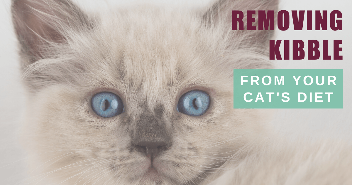 Removing kibble from your cat’s diet