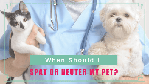 When Should I Spay or Neuter My Pet?