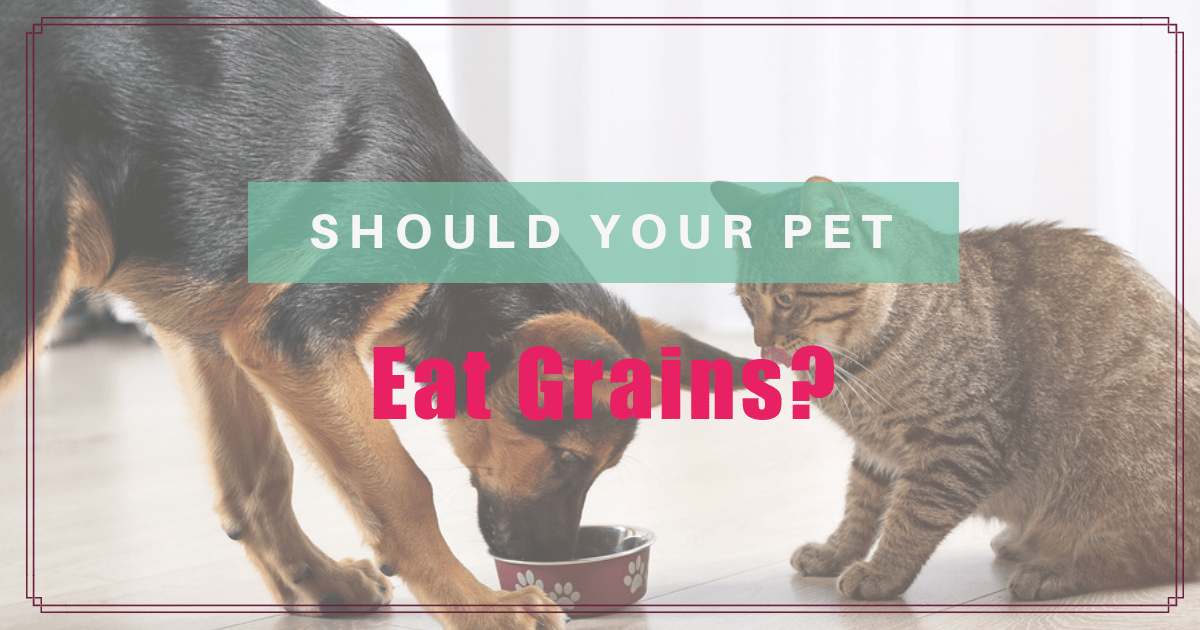 should your pet eat grains boulder holistic vet angie krause