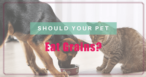 Should your pet eat grains?