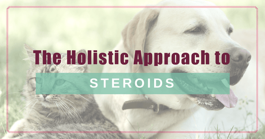 steroids a holistic approach boulder holistic vet angie krause